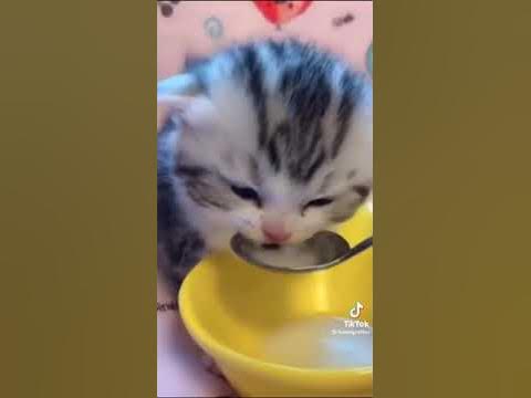 саня кинг завёл кота - YouTube