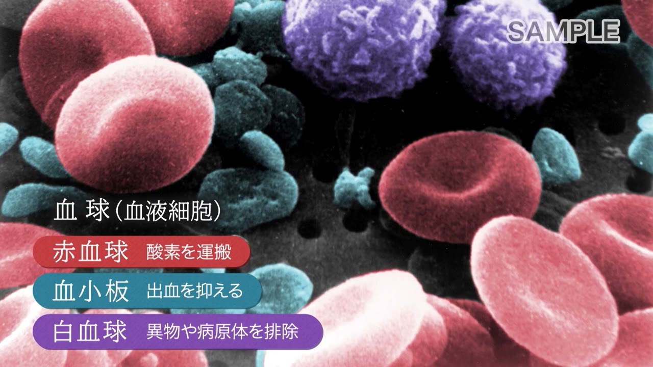 maxresdefault.jpg?sqp=-