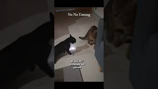 Si Untung Biarpun Untung Tetap Jagoan #shorts #cat #kucing #animals #funny #pets #kitten