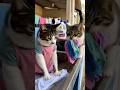 cat Mera bhi Kapda ganda Ho Gaya🫢#cat #shorts