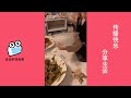 【抖音 Tik ToK】终于知道丈母娘为什么一分彩礼不要还倒贴五万了