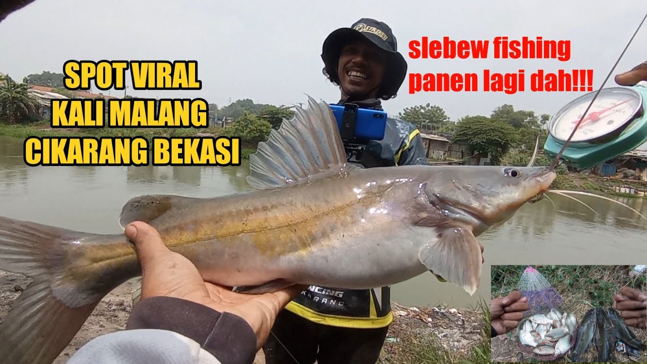 DI LUAR NALAR‼️PANEN IKAN BAUNG DAN TAWES PAKAI TEKNIK PELAMPUNG‼️