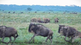 Baby Wildebeest Saved From Hyenas Jaws - Part 1 - Before The Takedown