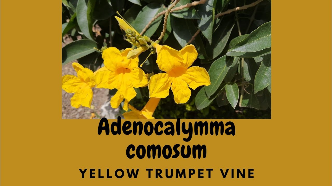 Yellow trumpet vine,Adenocalymma comosum