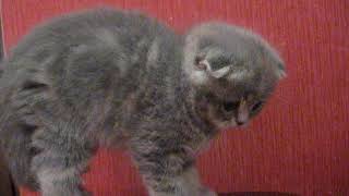 Aramina blue marbled / classic tabby scottish fold