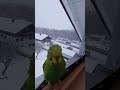 pupanos first time seeing snow 😊🥹#birds#parrot#Animalsvideo