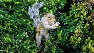 Squirrel Catches Her First Nut And Her Reaction Is Priceless