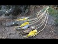 Wild man create amazing bird traps to catch forest birds in the jungle
