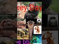 December 14th, National Monkey Day