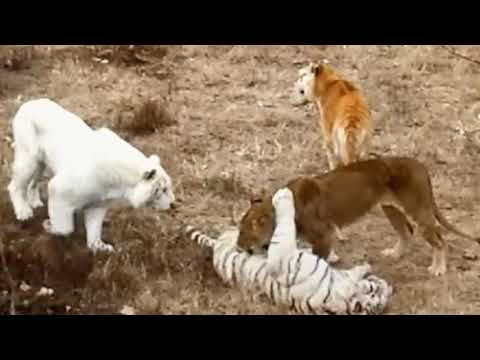 罕見雪虎，金虎，白虎，獅子同框Snow tiger, Gold Tiger, white tiger, lion