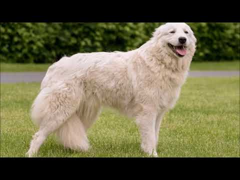Video: Questo Cane Da Montagna Bernese è La Nuova Mascotte Del St. Regis Ad Aspen