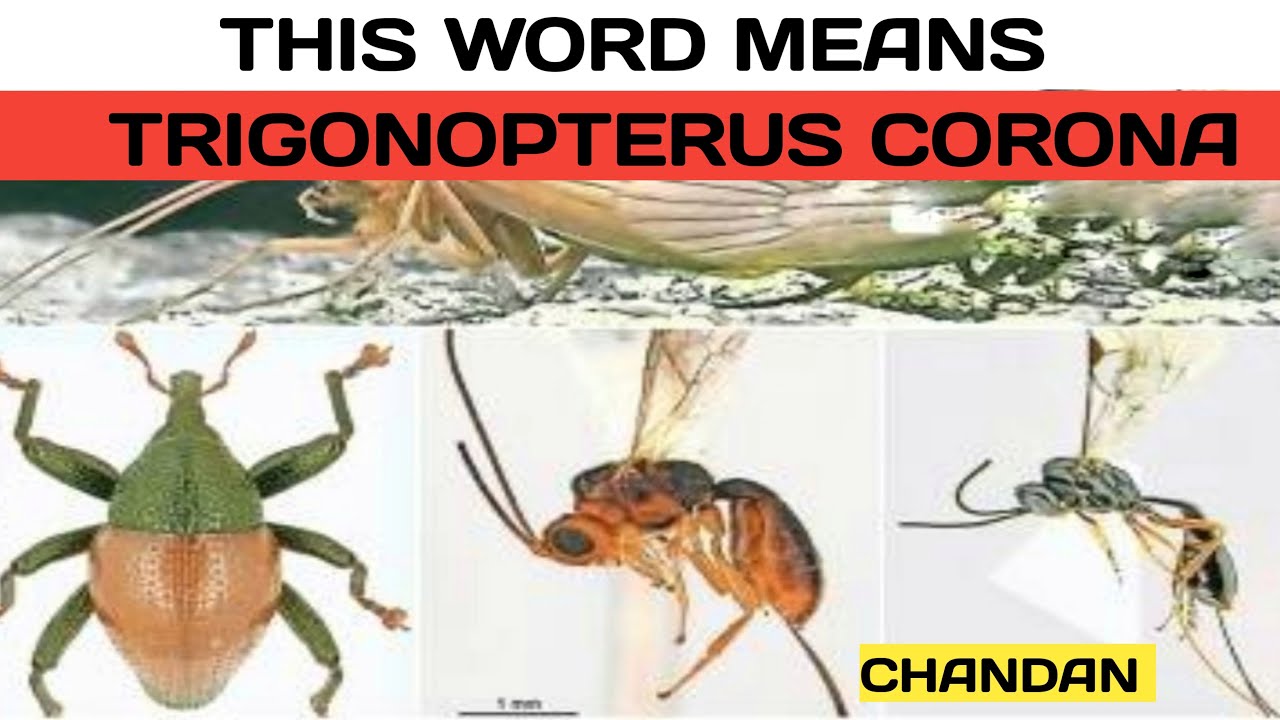 This Word Means: Trigonopterus corona