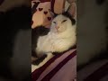 #chillmode #lazycat #cats #fyp #youtubeshorts #snoopdogg #420 #chillvibes #life