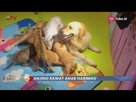 Lucu & Menggemaskan, Anjing Betina Ini Menyusui Anak Singa Tanpa Rasa Takut - BIP 04/09