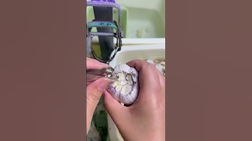 Smart technique for peeling onions with tools #shorts