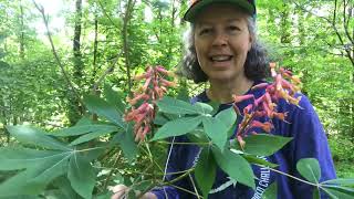 Aesculus pavia (red buckeye)