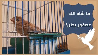 أكييت عصفور في الدنيا ❤🐦 حده صغير 🥺💖