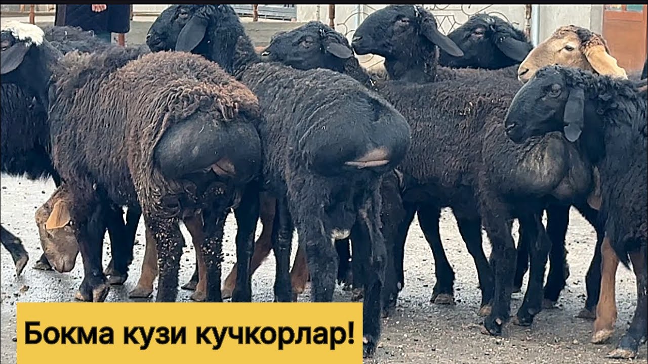 Бокма кузи кучкорлар! 993203515☎️ 976711997☎️