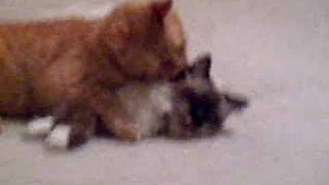 Video 1585611: tabby kitten, kitty grooming, tiger love, birman kittens, fight