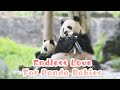 Panda billboardepisode 213 panda babies enjoy the endless love from mom and nannies  ipanda