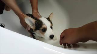 PUPPY CORGIS FIRST BATH!! | Hiro the Corgi