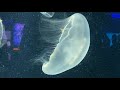 National Aquarium | Part -8 | Pier4-Jellies Invasion | Baltimore, MD