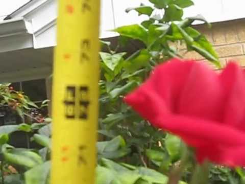Six Foot Long Stem Rose Six Foot Long Stem Rose