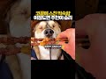 鼻先をかすめる馴染みのある香り #犬 #いぬのいる暮らし