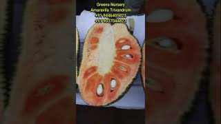 Thailand Red Jack Fruit #fruitplants #growagarden #agriculture #lifeisbutadream #natural