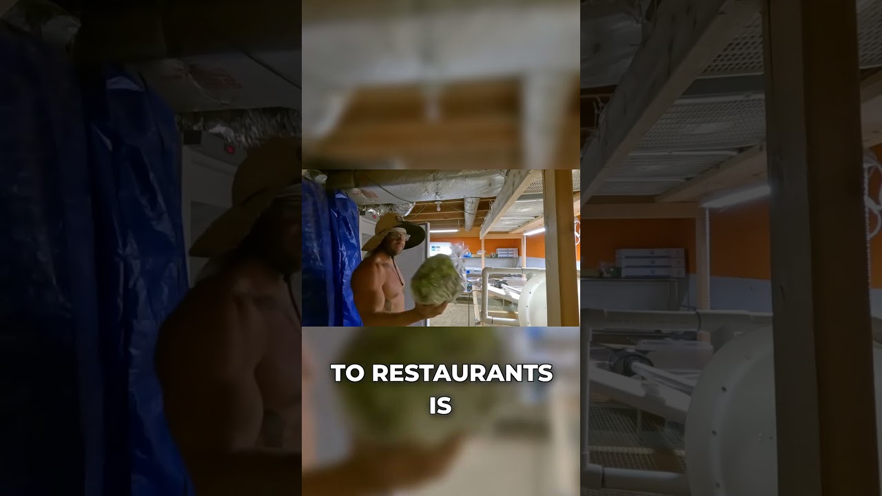 От фермы до рынка: моя стратегия мойки, упаковки и продажи!