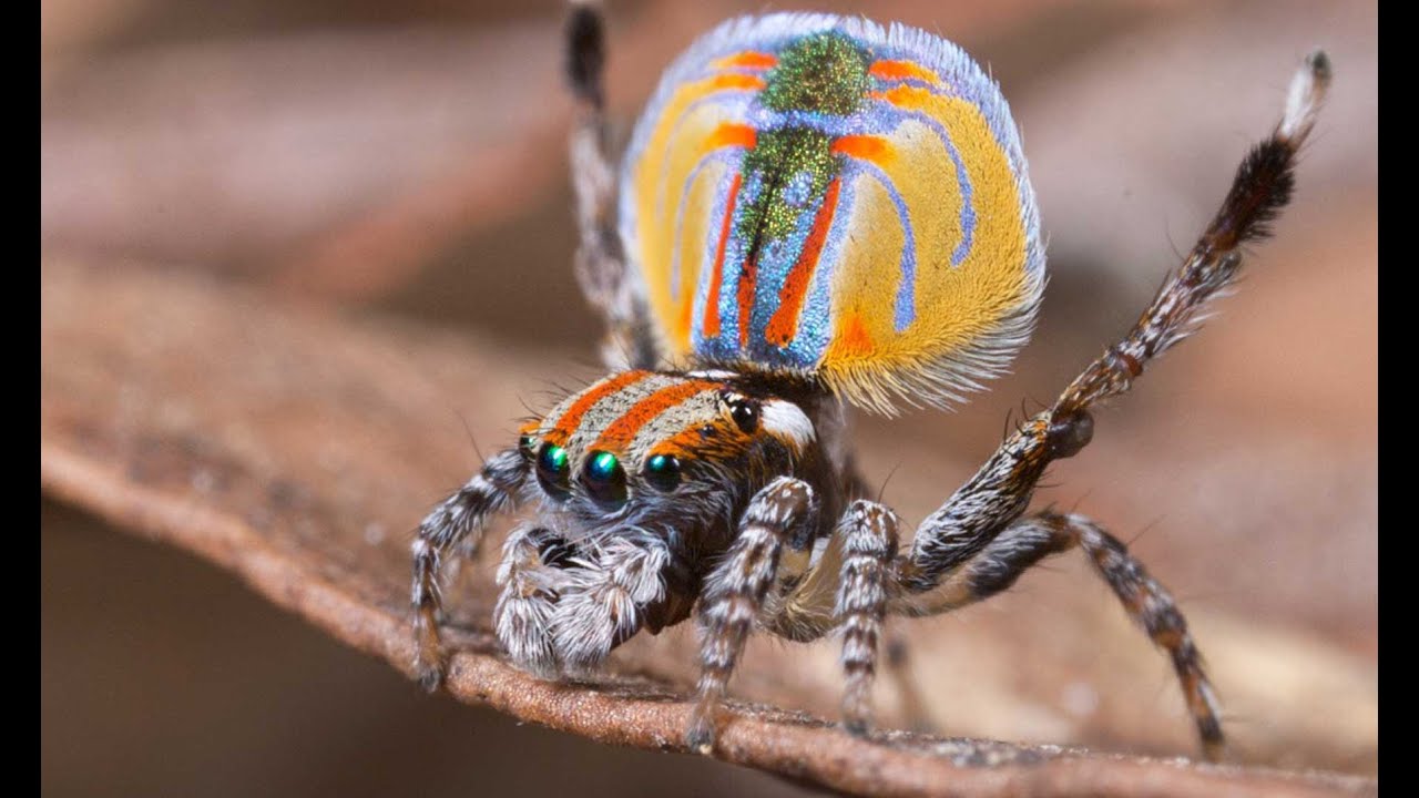 La Araña Mas Peligrosa y Mas Rara Del Mundo - YouTube