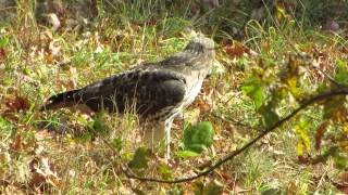 Details red tail hawk on ground with vole kill Guide