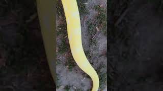 Perfect Albino Snake 🐍