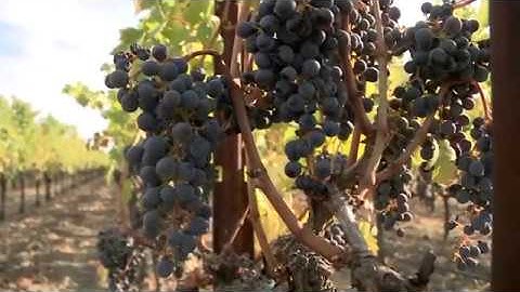 Napa Vineyards Accelerate Harvest
