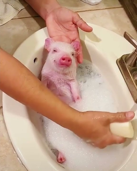 cute baby pink pig 🐖