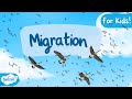 The Journey of Migration: Animals on the Move