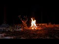 Sleep Instantly with Campfire Sounds 🌲 Night Forest Ambience for Relaxation &amp; Health