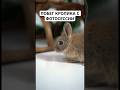 Побег кролика с фотосессии … любитель фотографий устал