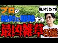 【閲覧注意】庭に生えてたらヤバイ!プロが嫌がる最凶雑草8選