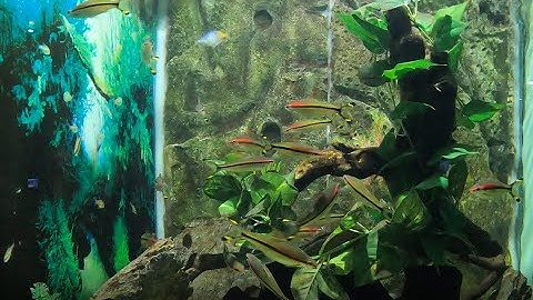 Hồng Mi Ấn Độ 🐠 Cá Tên Lửa