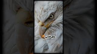 انا ولا طيب و لا شرير انا خليط مزاجك مش هيستحمله  اكسبلور  حالات واتس  اقتباسات  كلام من ذهب  تحفيز سمعها