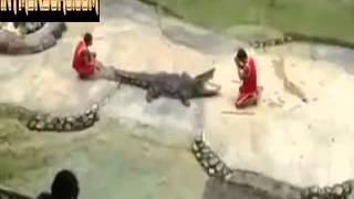 CROCODILE SNAPS AT THAI TRAINERS HEAD DURING SHOW