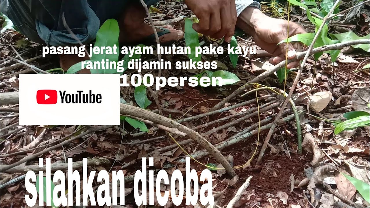 PASANG JERAT AYAM HUTAN, JEJAK AYAM HUTAN