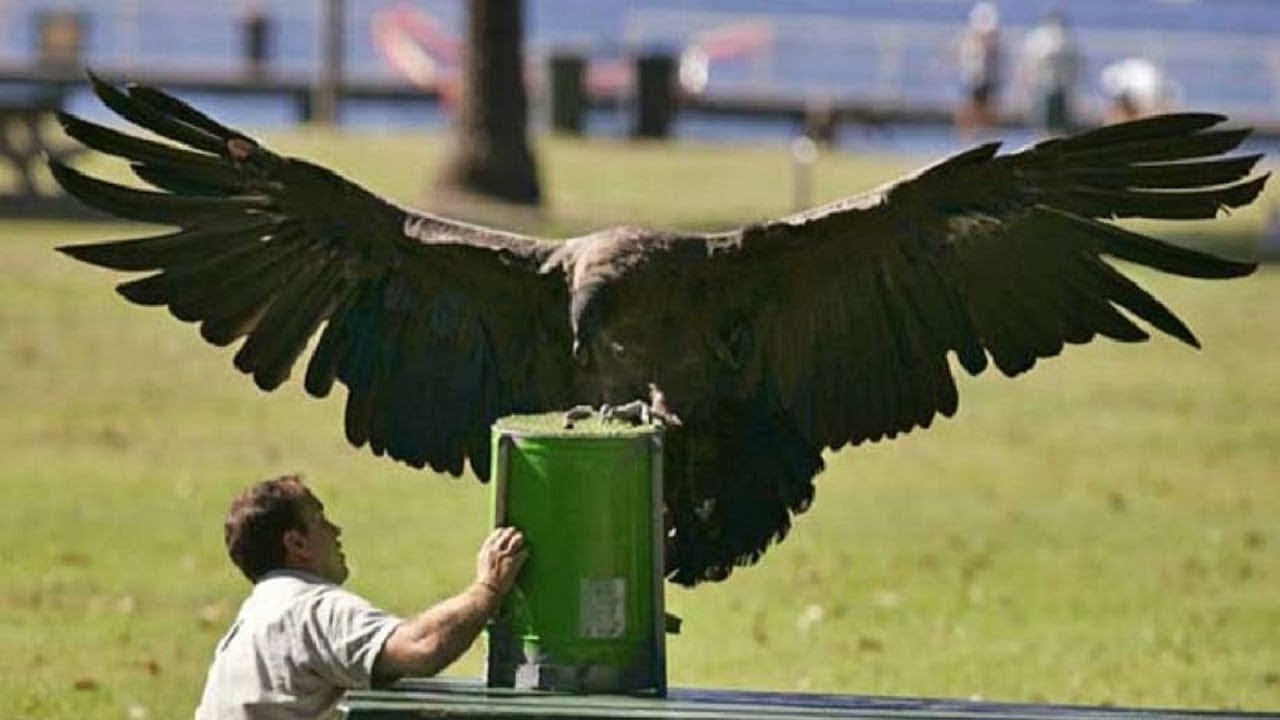 Download Man Raises Condor  Later, This Bird Returns And Show Its True Strength