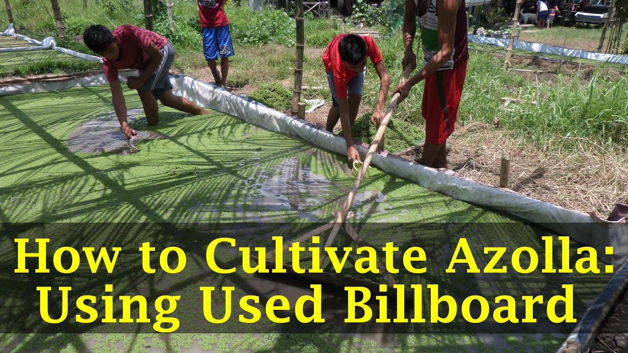 How to Cultivate Azolla Using Used Billboard or Tarpaulin w/ Digging  || Azolla Farming  -Tagalog