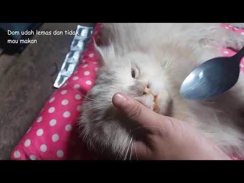 Video: Kulit Kuning (Jaundice) Pada Kucing