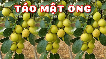 Cây Táo Mật Ong Xuất Xứ Thái Lan |0386569374 - Ngọc Ngân Bến Tre | Chuyên cây độc lạ.