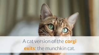 Unique Facts About Animals