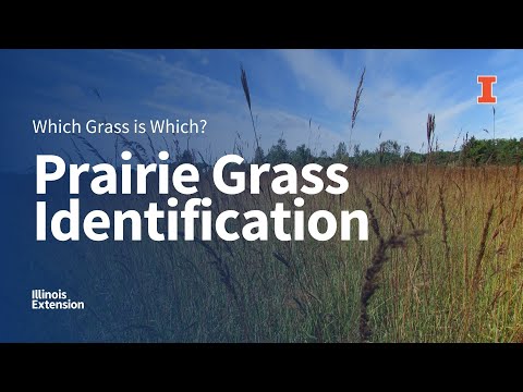 Video: Prairie Grass Identification - What Is Rescue Pairie Grass