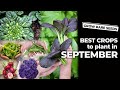 Best Seed Crops To Plant In September